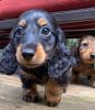 dachshund puppies mini longhair