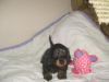 Adorable Dachshund Puppies For Sale