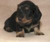 Gorgeous Dachshund puppies for sale