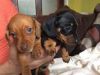well trained Dachshund puppies for lovely home