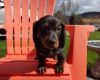 M/f Akc Dachshund Puppies For Sale