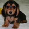 Lovely Dachshund puppies for sale