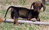 Dachshund puppy for new home