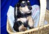 AKC registered Dashound puppies are family raised