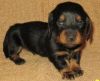 Stunning Miniature Dachshund Pups For Sale