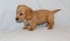 male dachshunds puppy ready to go