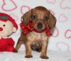 dachshunds puppies fo lovely homes
