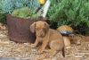 Miniature Female Dachshund Puppy For Sale