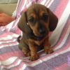 Beautiful Dachshund pups for sale