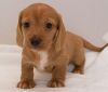 Dachshund puppies available now