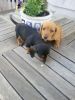 Four Standard Dachshund Puppies