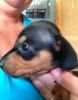 Cute hand-raised miniature dachshund puppies for sale.