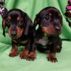 Mini dachshund pups for sale