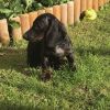 Classical Dachshund puppies for sale now