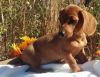 Beautiful Dachshund puppies Puppies For Sale