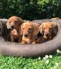 Standard Dachshund puppies For sale