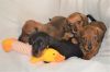 New Litter Dachshund (Smooth Haired) Available