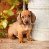AKC Longhair mini dachshunds