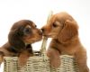Dachshund Puppies For Adoption
