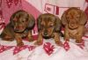 Beautiful Dachshund Puppies For Sale