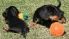 Healthy Dachshund Puppies For Sale