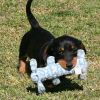 House trained Miniature Dachshund puppies