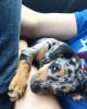 mini dappled dachshund for sale