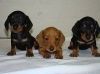 Outstanding Miniature Dachshund Puppies for sale.