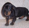 4 Male And Female Dachshund Puppies Available.