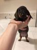 Beautiful Miniature Dachshund Puppies for sale