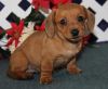 Dachshund Puppies for Sale