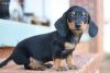 Miniature dachshund AKC registered