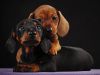 Adorable Dachshund Puppies For Sale Online