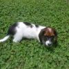 Male and female Dachshund Puppies for sale