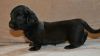 Gorgeous Miniature Dachshund Puppies For Sale