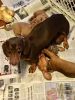AKC Reg. Miniature Dachshund puppies