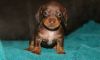 Chocolate & Tan Smooth Miniature Dachshund Puppies