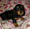 Lovely AKC Dachshund Puppies. Call or text us at +1 8xx xx8-2xx3