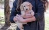 longhaired ee red/cream Dachshund puppies