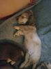 Mini Dachshund longhair puppies