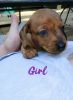 Full Blooded Dachshund Puppies For Sale