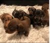 Only 4 more Dachshund Puppies left.