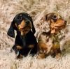 dachshund puppies Adorable outstanding miniature dachshund