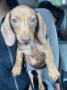 3 Month old Male Dachshund for sale