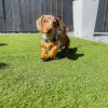 Adorable Dachshund puppy Available for New Homes