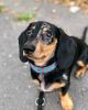 dachshund mix for home