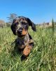 Healthy Well Trained dachshund puppies