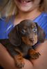Dachshund for sell