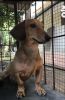 dachshund puppy for adoption