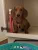 Dachshund, Red, 1yr 4 Months Of Age Not Fixed